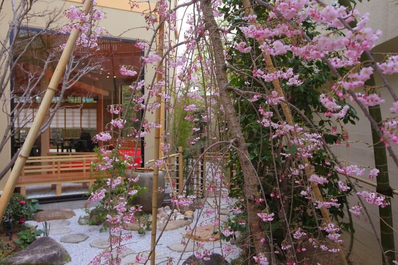 桜