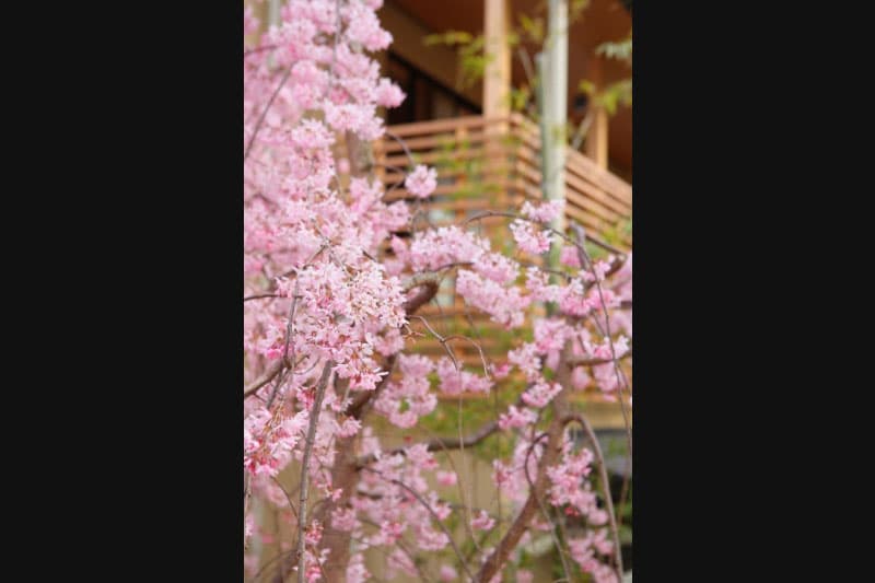 桜